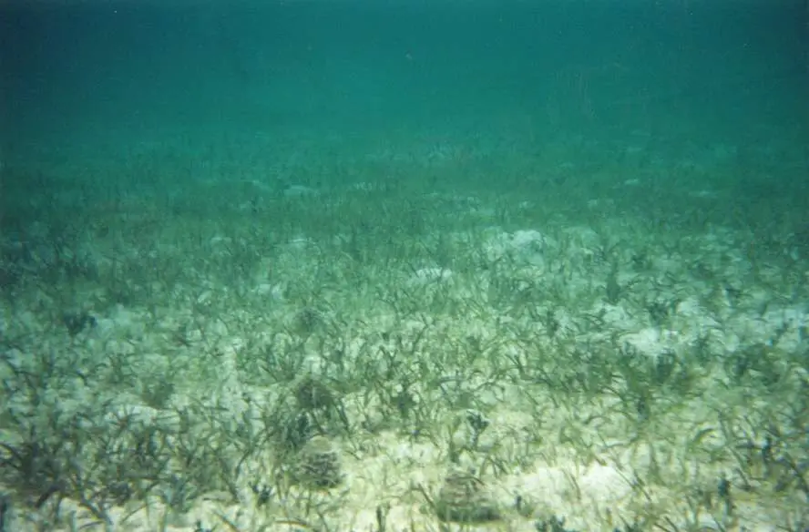 Pasto Tortuga