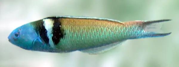 Labro Cabeza Azul