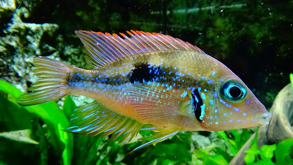 Boca de Fuego Dorado