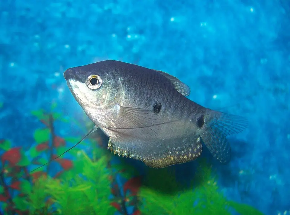 Gurami Azul