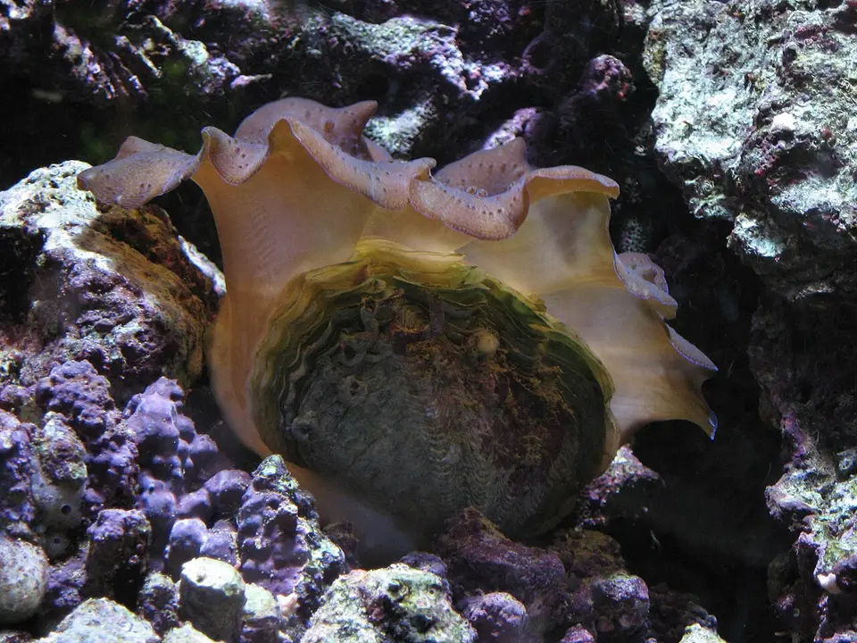 Almeja Crocea