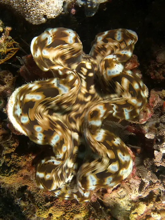 Almeja Escamosa