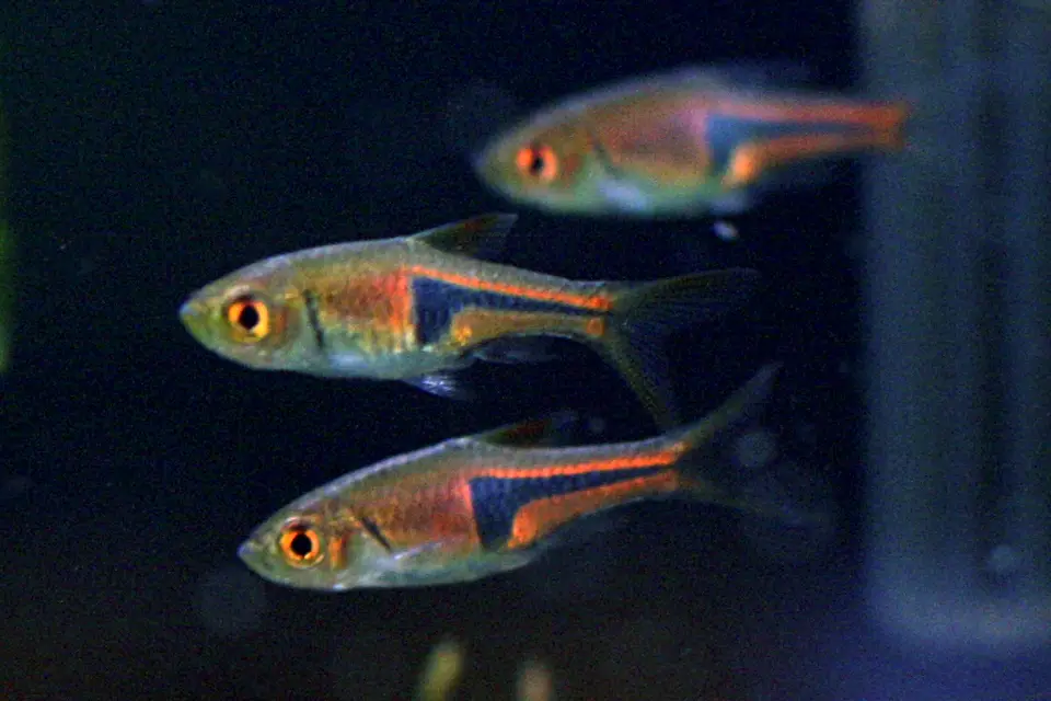 Rasbora Espei