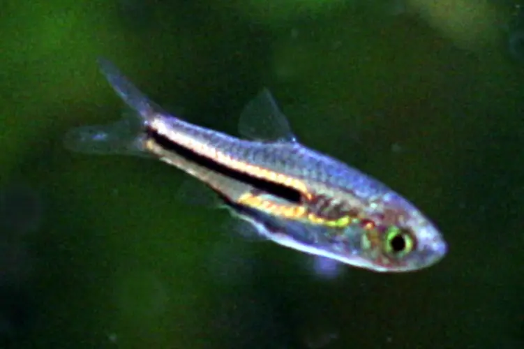 Somphongsi Rasbora