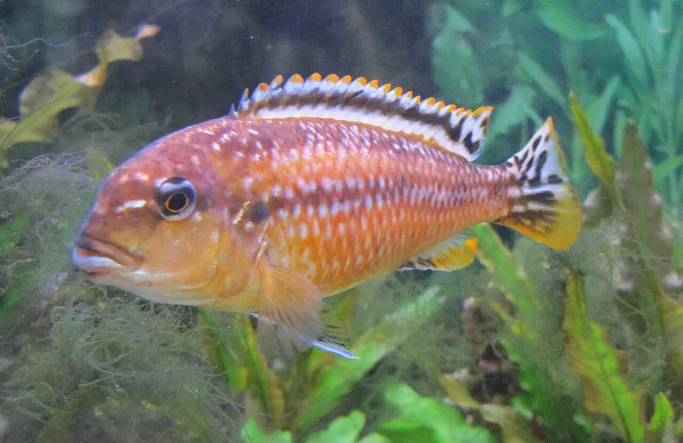 Tropheops
