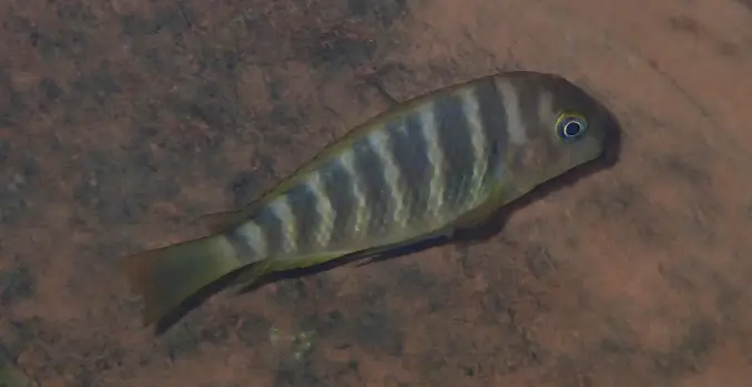 Tropheus brichardi