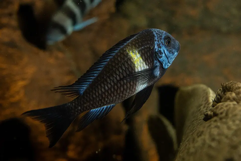 Tropheus Duboisi