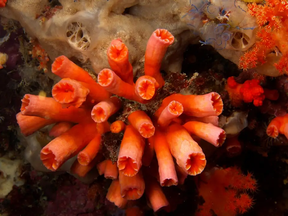 Coral Sol
