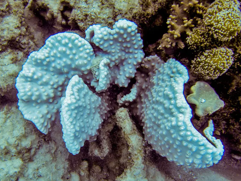 Parchment Coral