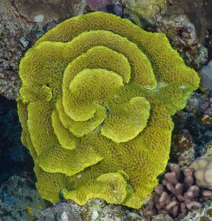 Coral Taza