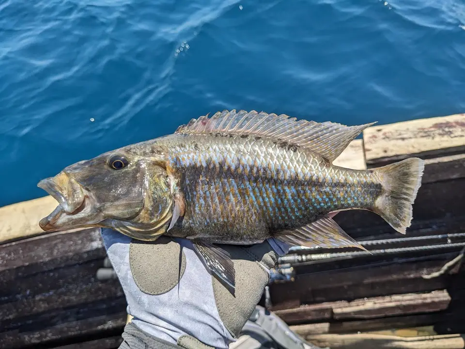 Tyrannochromis macrostoma