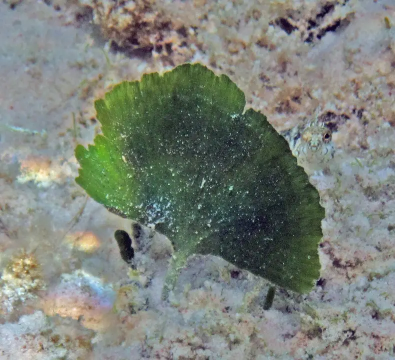 Alga Abanico
