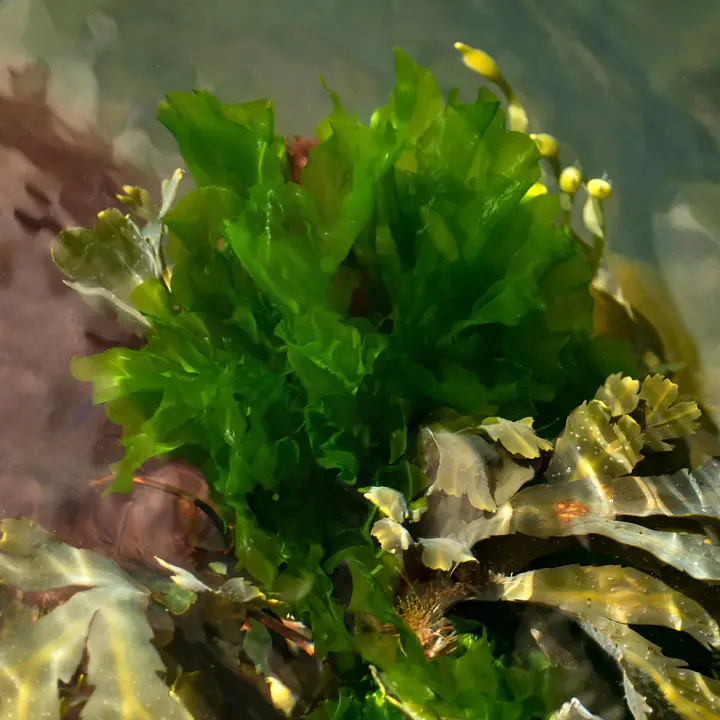 Lechuga de Mar