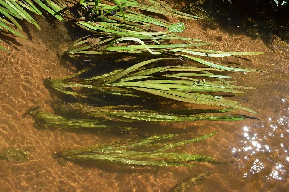 Vallisneria Gigante