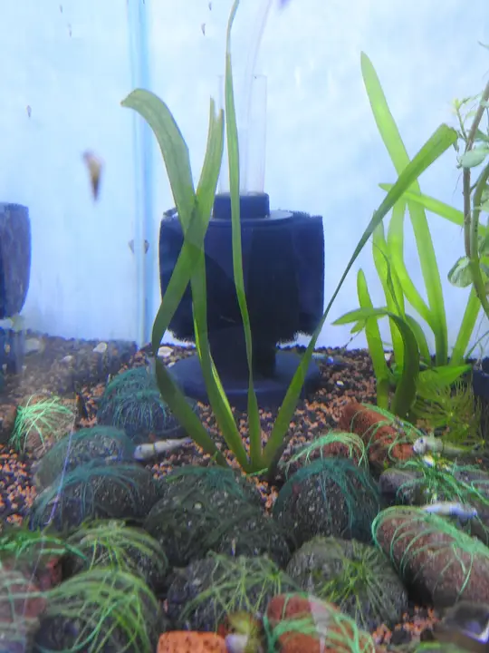 Vallisneria Nana