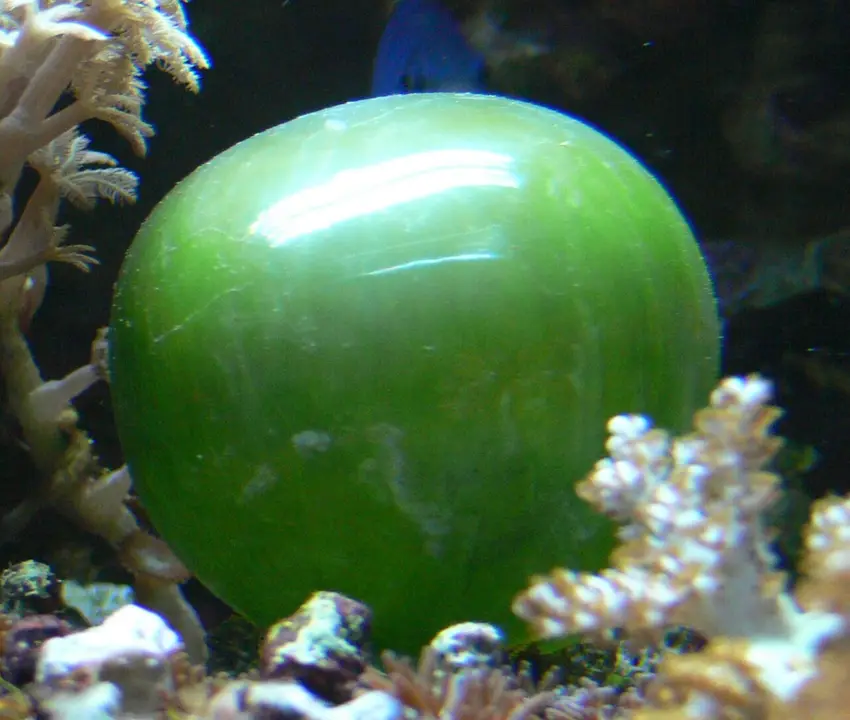 Alga Burbuja