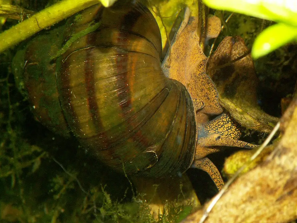 Caracol de Río Vivíparo