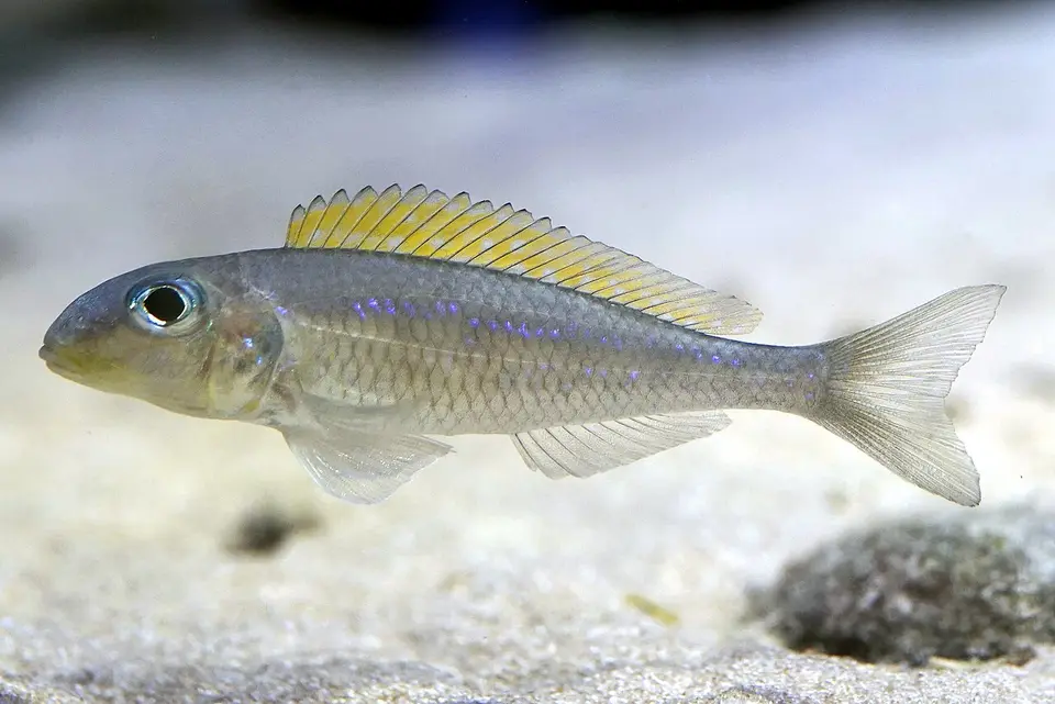 Xenotilapia Flavipinnis