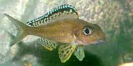 Xenotilapia Papilio
