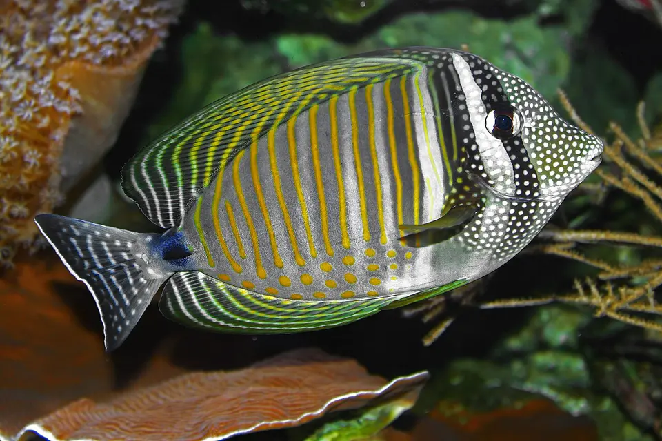 Indian Sailfin Surgeonfish