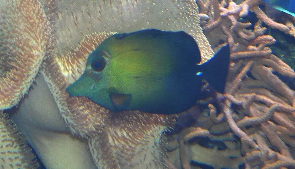 Cirujano Scopas