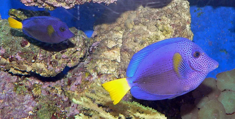 Purple Tang