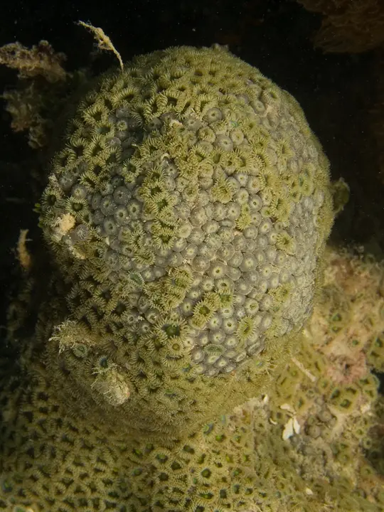 Zoanthus Pulchellus