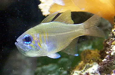 Cardenal de Cola Partida