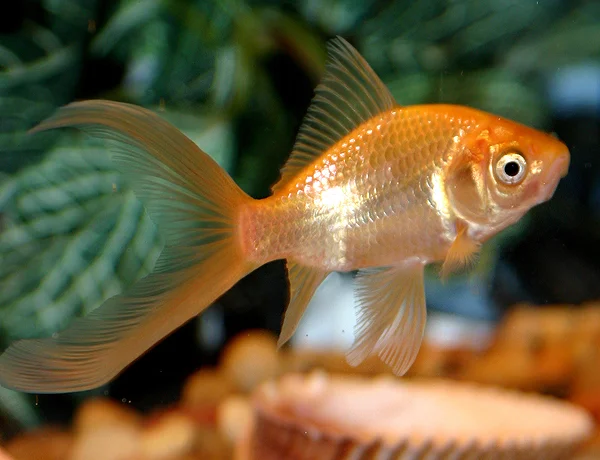 Goldfish Cometail