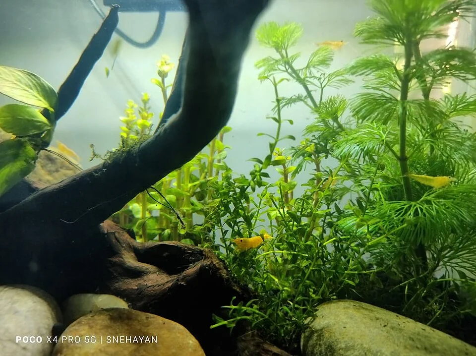 Foto de Nano de gambas