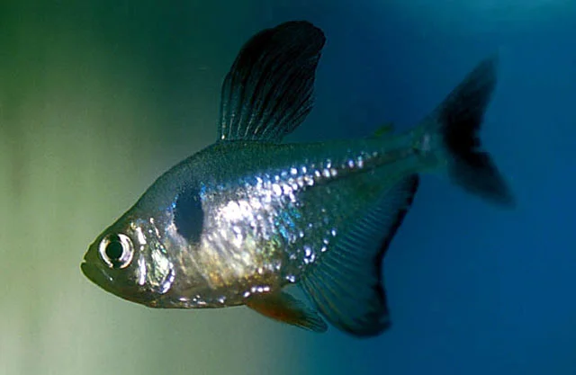 Black Phantom Tetra