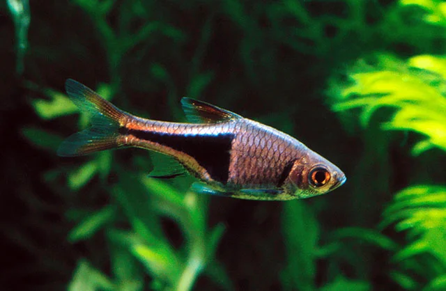 Rasbora Arlequín