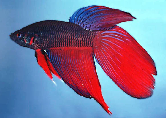 Betta