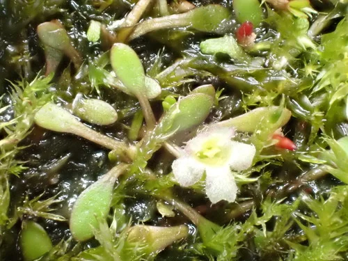 Glossostigma elatinoides