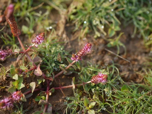 Rotala macrandra