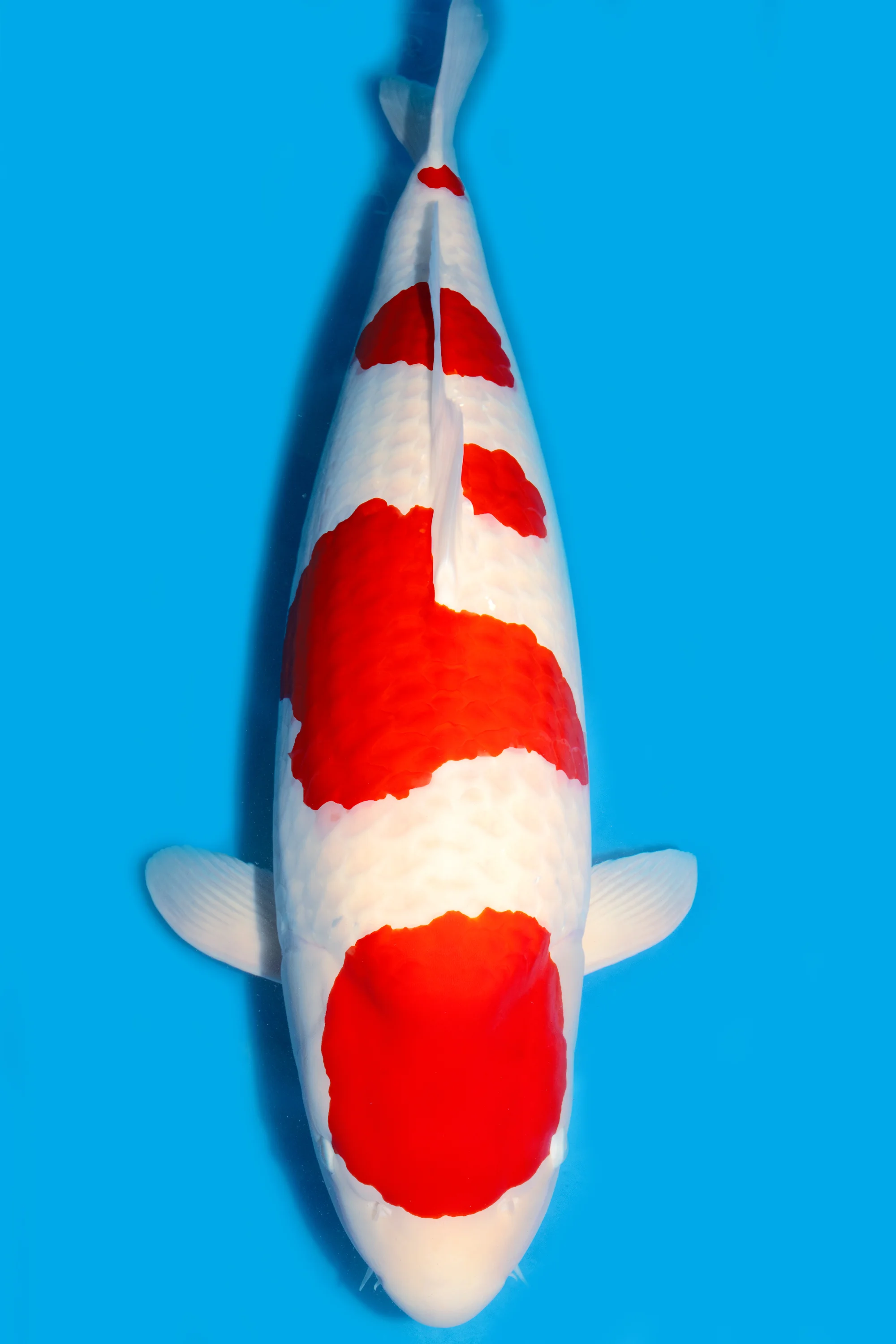 Kohaku