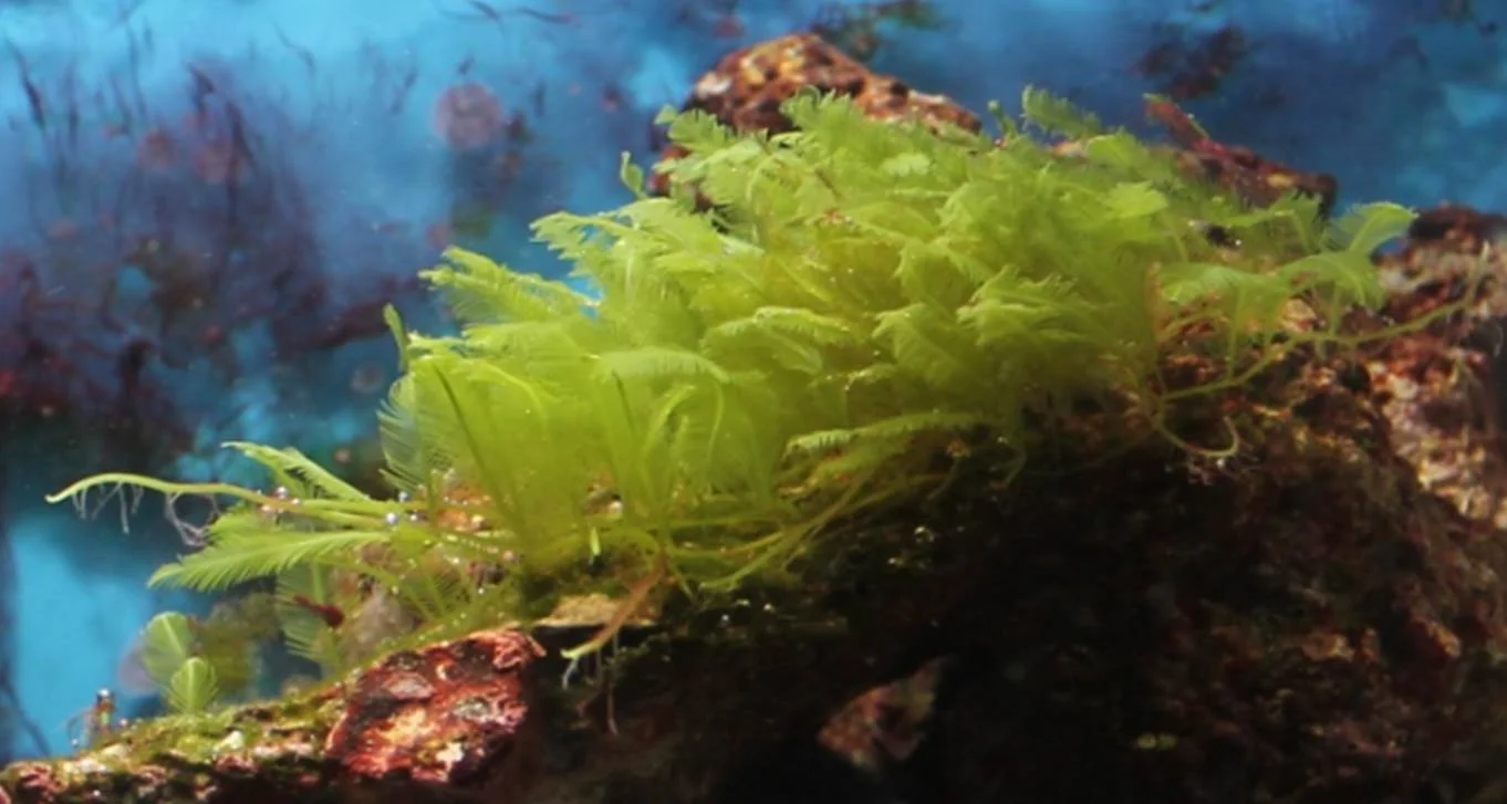 Caulerpa