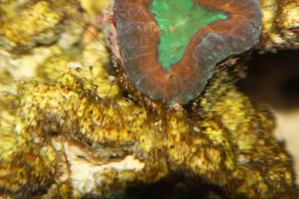 Dinoflagelados